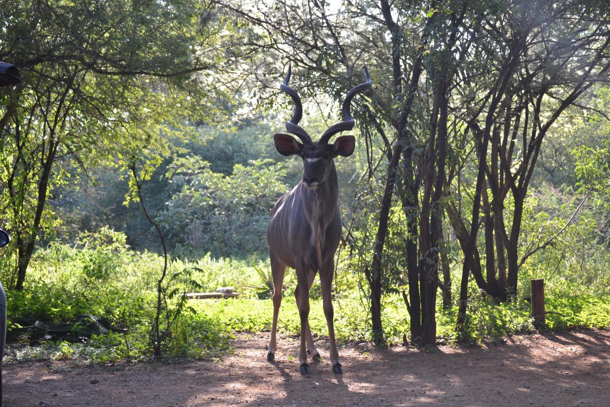 Kiburi Cottage @ Kruger Marloth Park Exterior foto